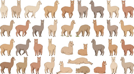 Obraz premium Various Alpaca Poses and Colors in Simple Flat Vector Illustration