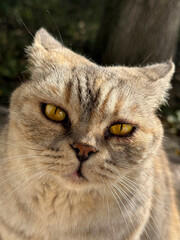 Portrait of cat with bright yellow eyes vertical © OLENA LIALINA