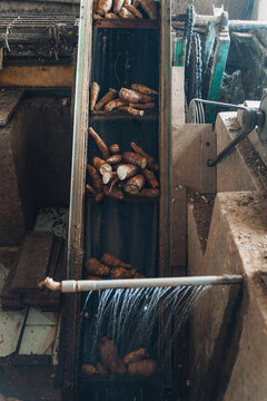 Cassava roots being washed with water spray while moving on a conveyor belt at a processing factory in Central Java Indonesia