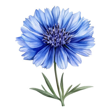 Cornflower Bachelors Button Flower watercolor artwork, vector illustration, isolated on a pure white background.