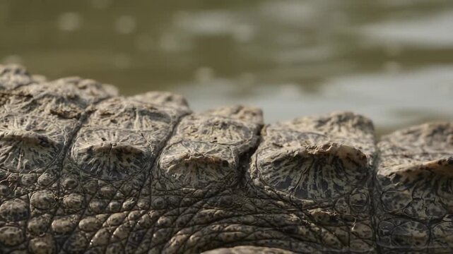 Macro close up of crocodile skin texture showing natural armored
