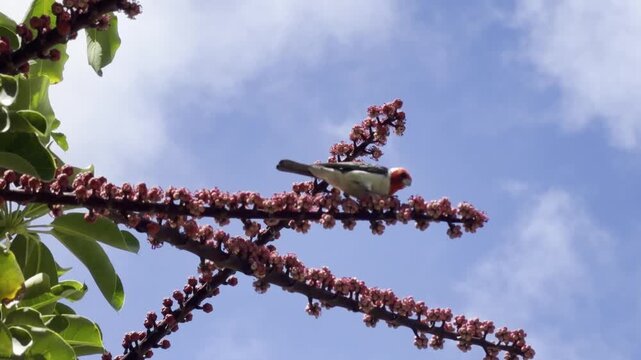 Red-crested cardinal (Paroaria coronata) consumes the fleshy fruits and seeds of Heptapleurum actinophyllum ( Australian / , Queensland umbrella tree, octopus tree,  amate). East Honolulu, Oahu island