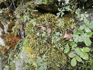 Close up of green moss and small plants growing on rocks. Natural texture of forest floor vegetation © Elena