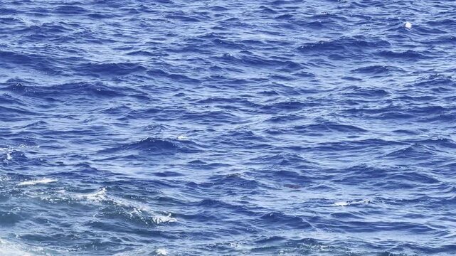 The broad stingray (Bathytoshia lata), also known as the brown stingray or Hawaiian stingray, is a species of stingray in the family Dasyatidae.   Lanai lookout, East Honolulu, Oahu island, Hawaii. 