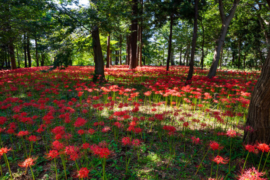 一面満開の彼岸花_曼珠沙華_ヒガンバナ（千葉県八千代市村上緑地公園）