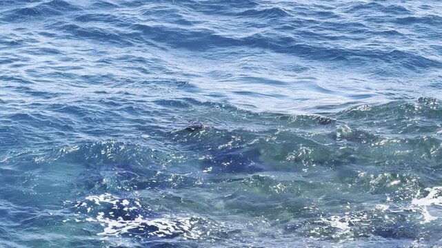 The broad stingray (Bathytoshia lata), also known as the brown stingray or Hawaiian stingray, is a species of stingray in the family Dasyatidae.   Lanai lookout, East Honolulu, Oahu island, Hawaii. 