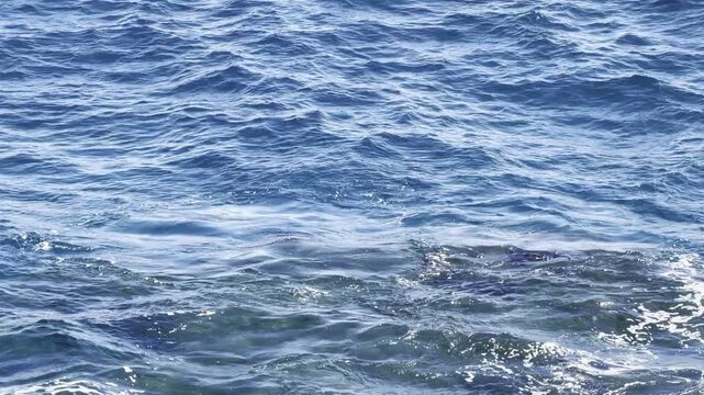 The broad stingray (Bathytoshia lata), also known as the brown stingray or Hawaiian stingray, is a species of stingray in the family Dasyatidae.   Lanai lookout, East Honolulu, Oahu island, Hawaii. 