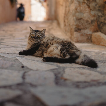 Cat on the Streets