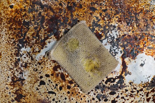 Dirty stained cookie sheet aluminum baking pan bakeware with old cleaning sponge.