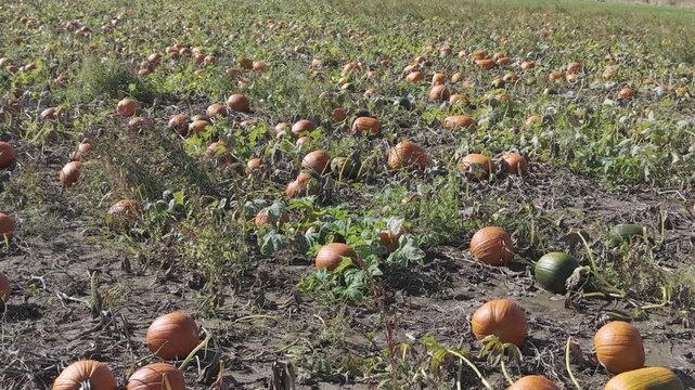In the fall in Wisconsin, a pumpkin patch is ready for harvest for autumn events and festivities.