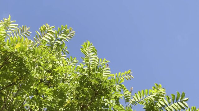 Rhus taitensis is a small tree or shrub in the mango family Anacardiaceae. It is found from tropical Asia, to Australia and many islands of the Pacific Ocean. Round Top Dr, Honolulu, Oahu, Hawaii