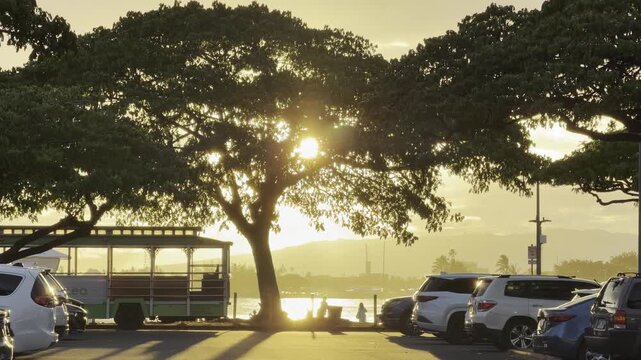 Sunset in Ala Moana Regional Beach Park, Honolulu, Oahu island, Hawaii.  Pacific Ocean.  Samanea saman is a semi-deciduous species of flowering tree in the pea family, Fabaceae. saman, rain tree 