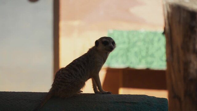 Alert Meerkat Standing Upright on a Surface in a Warm Enclosure