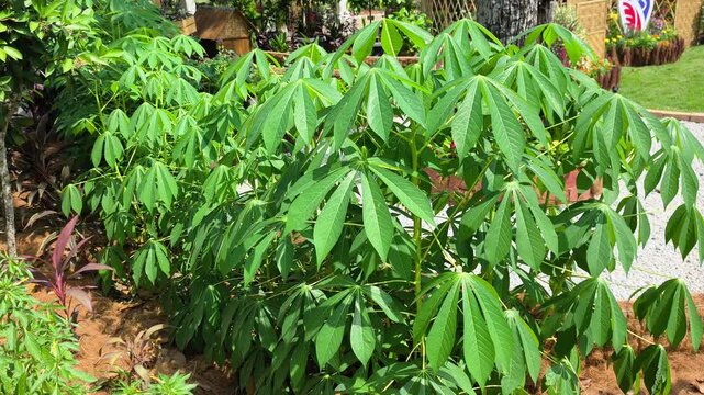 A tropical cassava plant grows outdoors in natural daylight. Its nutrient-rich roots serve as an essential carbohydrate source and energy supply. The green foliage thrives in a farm environment.