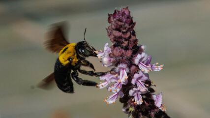 Australian native great carpenter bee (xylocopa species) collecting nectar on purple basil flower © Wood Wide Web