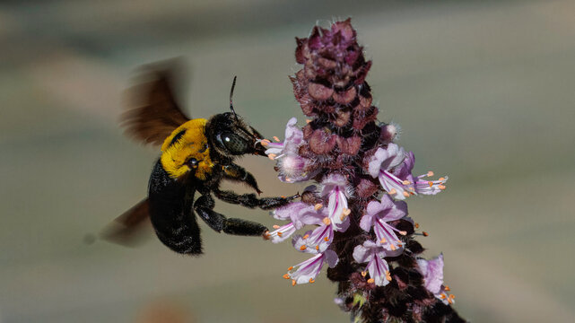 Australian native great carpenter bee (xylocopa species) collecting nectar on purple basil flower