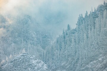 Winter landscape featuring frost-covered trees and misty mountains creating a tranquil atmosphere that enhances the mood for advertising concepts in seasonal themes © Damian
