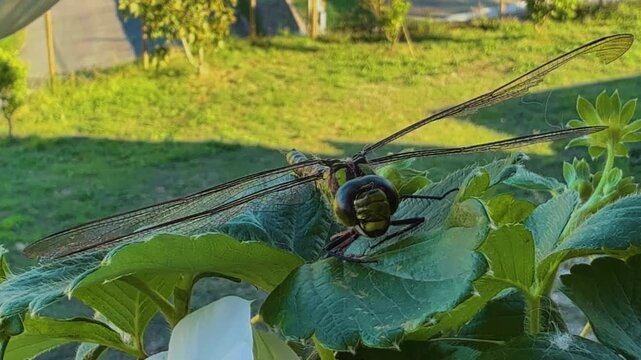 A detailed macro, close-up shot of a large darner dragonfly resting on a textured green leaf showcasing its head, eyes and transparent wings.