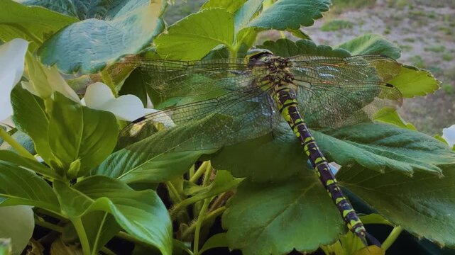 A detailed shot of a large Southern hawker dragonfly perched on green leaves, displaying its segmented abdomen and clear wings.