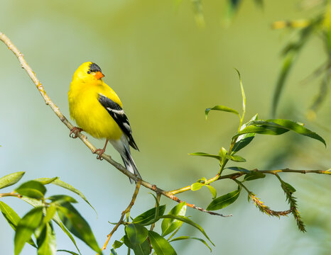 An American Goldfinch sways on a limb.