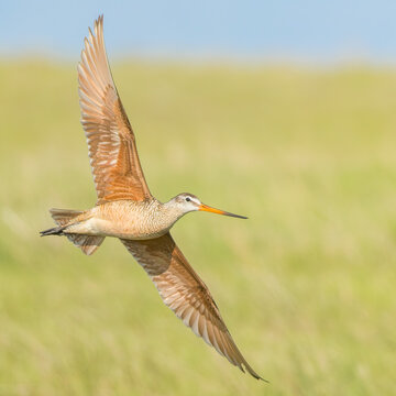 A Marbled-godwit flies low over a grassland.