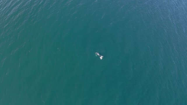 High altitude aerial drone shot of a lonely humpback whale swimming and diving into the deep calm ocean waters of Loreto Bay in Mexico.