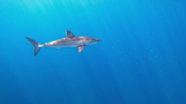 Wide underwater shot of a beautiful mako shark gracefully swimming in full profile through the clear blue pelagic waters of the Pacific.