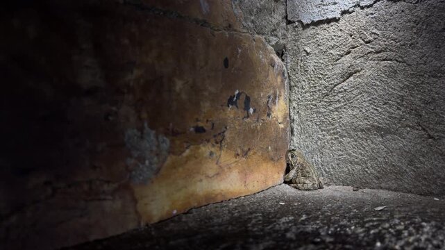 Camouflaged Toad by Stone Wall at Night