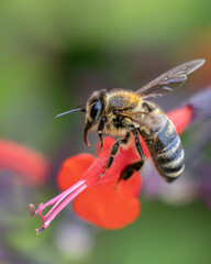 Wild Bee Feeding on a Red Flower — Macro © Natalja