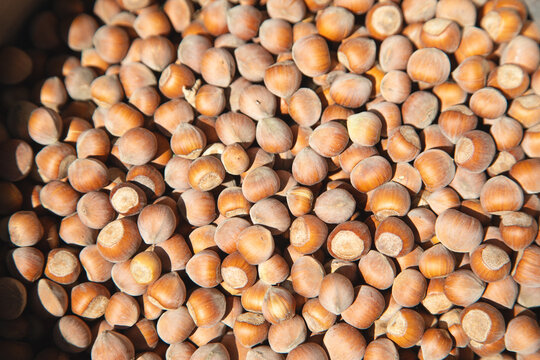 Closeup view of hazelnuts. Background
