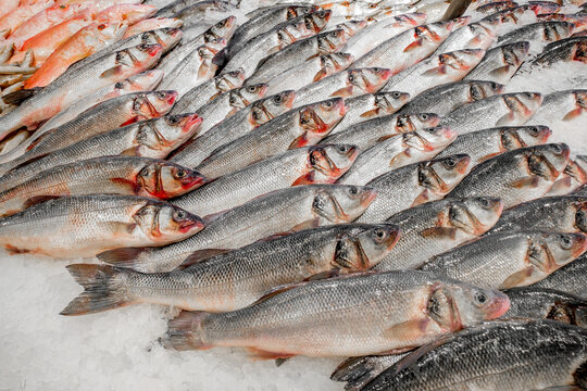fresh fish on ice in supermarket