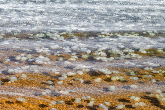 lot of jellyfish in shallow water in sea