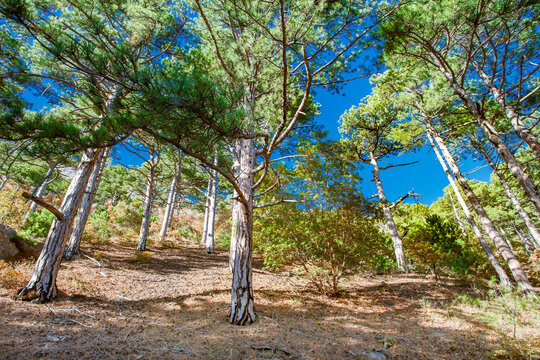 coniferous trees on the mountainside