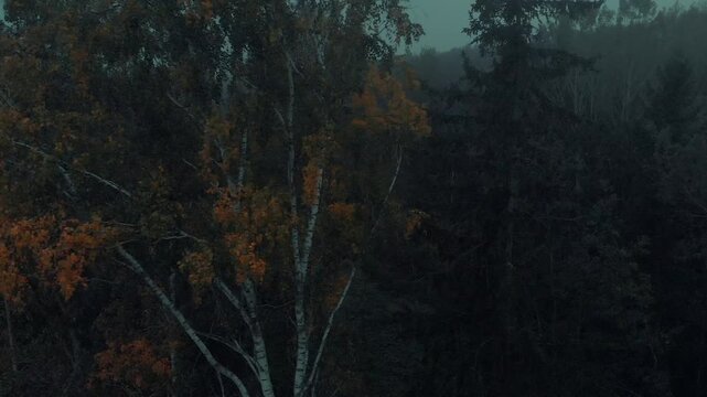 foggy trees in the forest