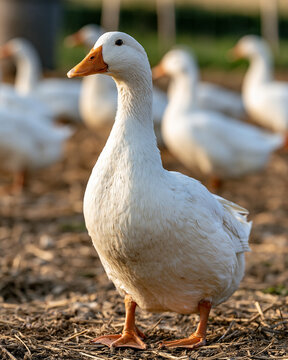 White domestic goose standing alert on a sunny farm, full length portrait in sharp foreground with other geese softly blurred in the background, pastoral scene
