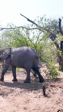 Africans Elephants At Chobe National Park In Kasane Botswana. African Animals Background. Wildlife Landscape. Chobe National Park At Kasane Botswana. Safari Scenery. Wild Scene.