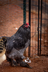 Black rooster foraging outdoors on free range poultry farm © AGrandemange