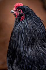Black rooster foraging outdoors on free range poultry farm © AGrandemange