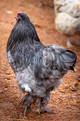 Black rooster foraging outdoors on free range poultry farm © AGrandemange