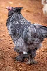 Black rooster foraging outdoors on free range poultry farm © AGrandemange