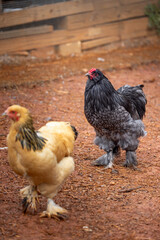 Black rooster foraging outdoors on free range poultry farm © AGrandemange