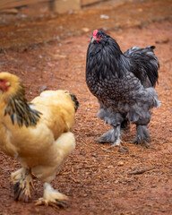 Black rooster foraging outdoors on free range poultry farm © AGrandemange