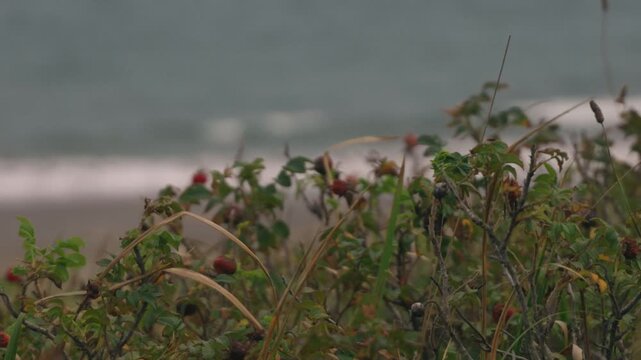 Red Rose Hips Among Dried Grass Against a Gray Sea