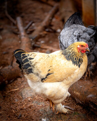 Buff Brahma chicken hen walking on dirt ground in a poultry farm © AGrandemange