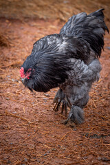 Black rooster foraging outdoors on free range poultry farm © AGrandemange