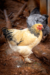 free range golden brahma chicken © AGrandemange