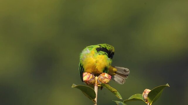 Vibrant green and yellow leafbird perched on a branch with flower buds against a smooth natural blurred background