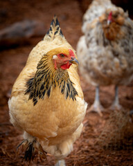 Buff Brahma chicken hen walking on dirt ground in a poultry farm © AGrandemange