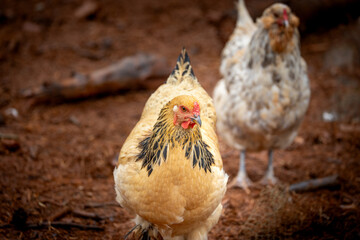 Buff Brahma chicken hen walking on dirt ground in a poultry farm © AGrandemange