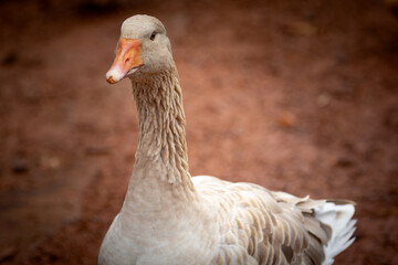 Buff goose © AGrandemange